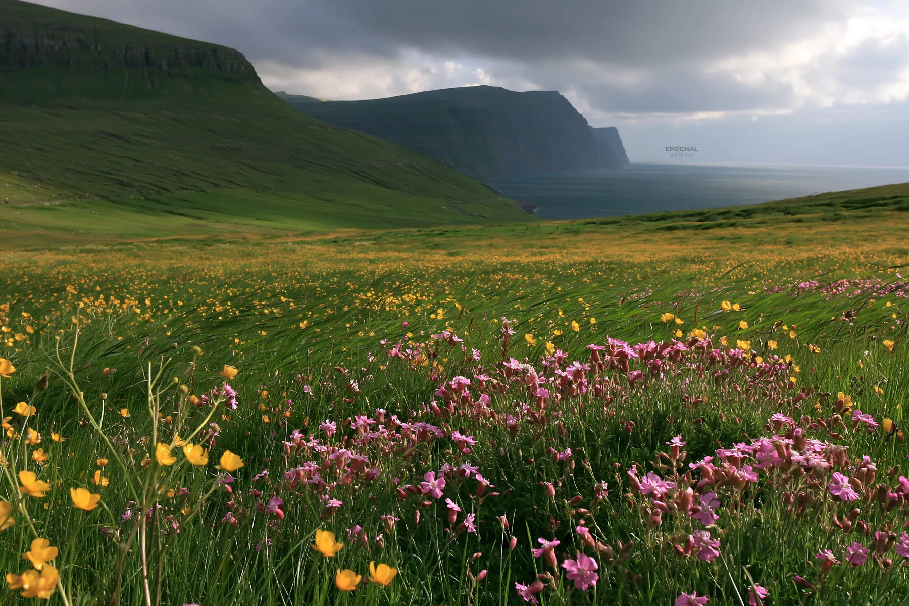 Meadow with wildflowers and a coastal valley view - AI-generated stock image