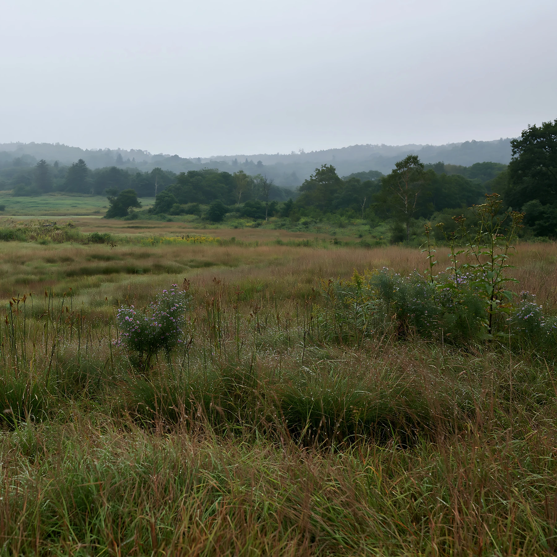Expansive Hokkaido restoration meadow with dewdrops - AI-generated stock image