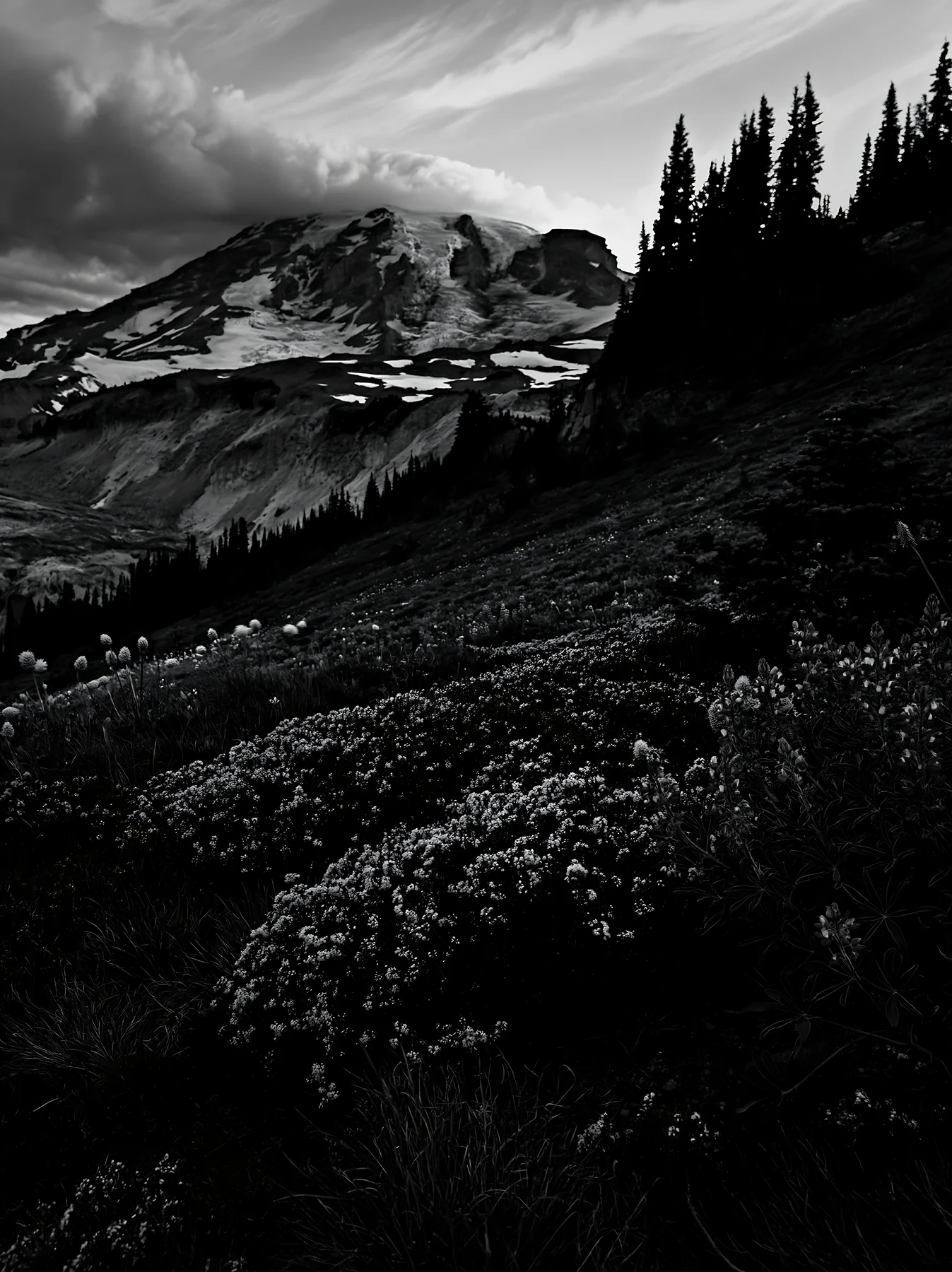Mount Rainier wildflower meadow at sunrise - AI-generated stock image