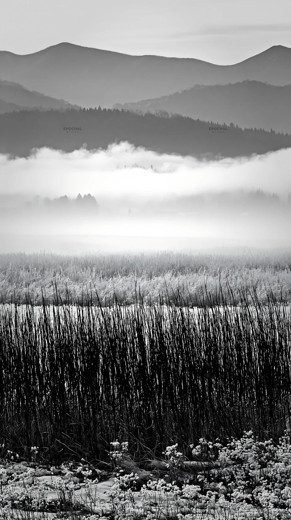 Black and white akita snowmelt meadow with silver grasses in winter morning light - AI-generated stock image