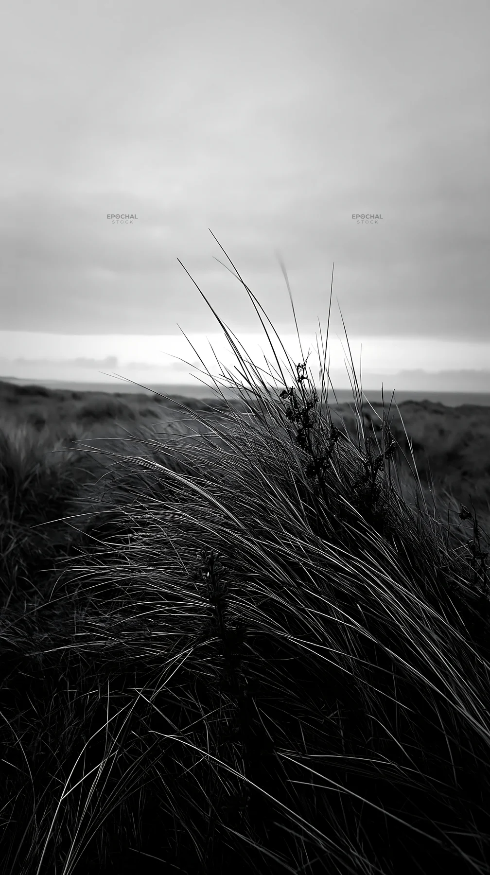 Coastal meadow with tall grass swaying in the wind - AI-generated stock image