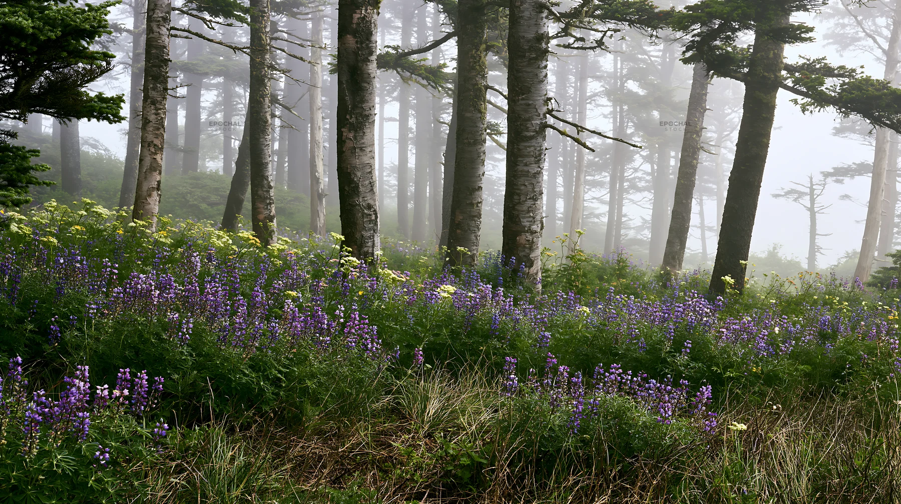 Misty forest meadow with blooming flowers and tall trees - AI-generated stock image