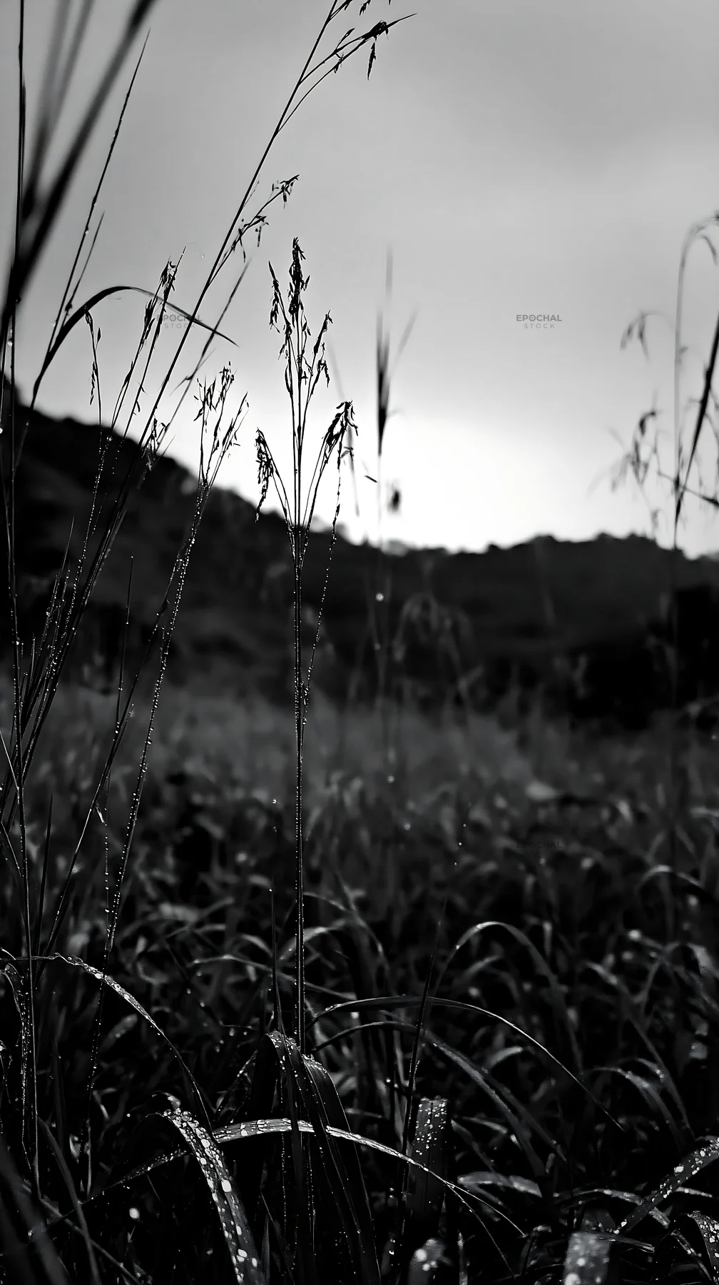 Black and white kochi monsoon meadow rain beaded grasses capture in detail - AI-generated stock image