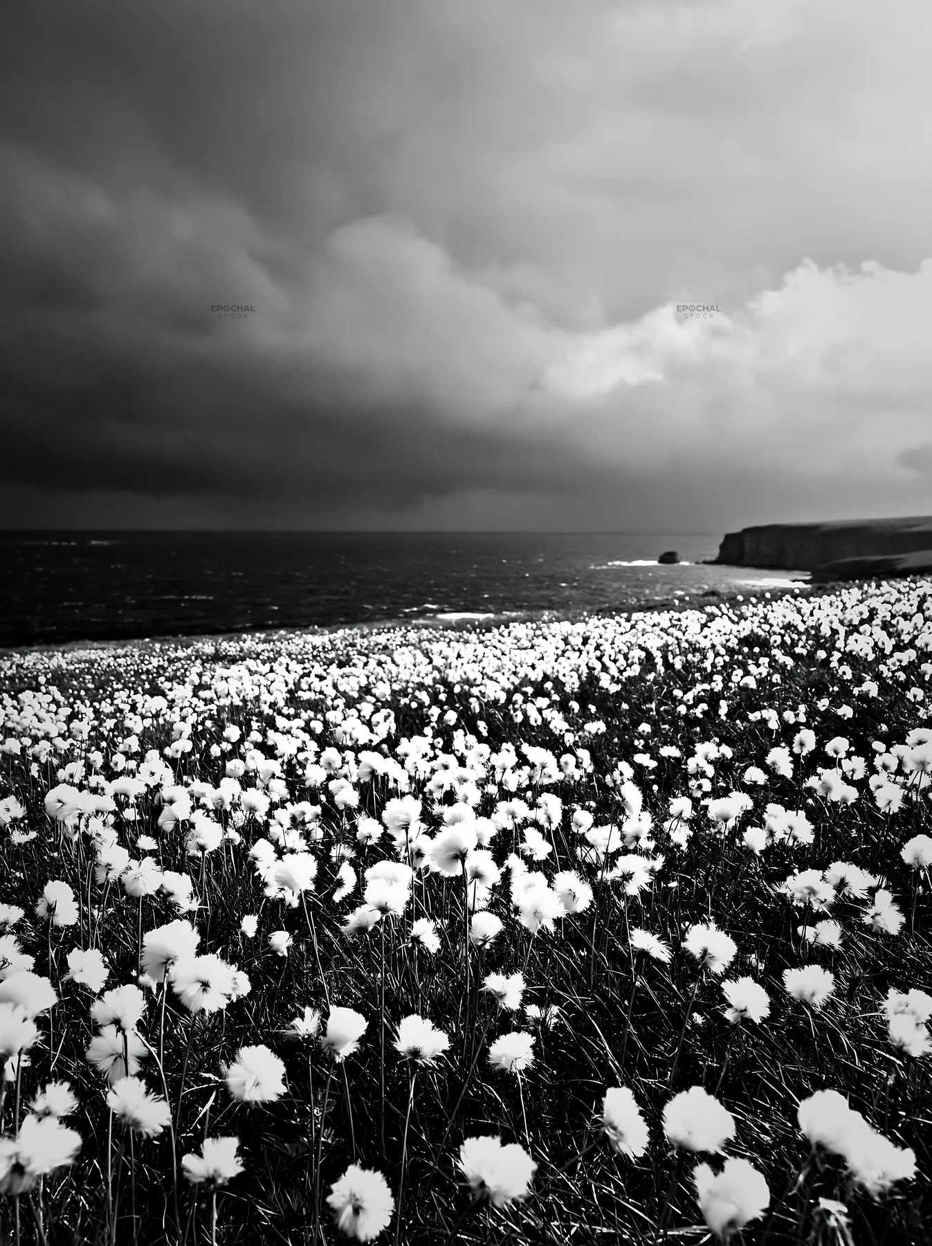 Black and white cottongrass meadow glow beside the ocean under a dark sky - AI-generated stock image