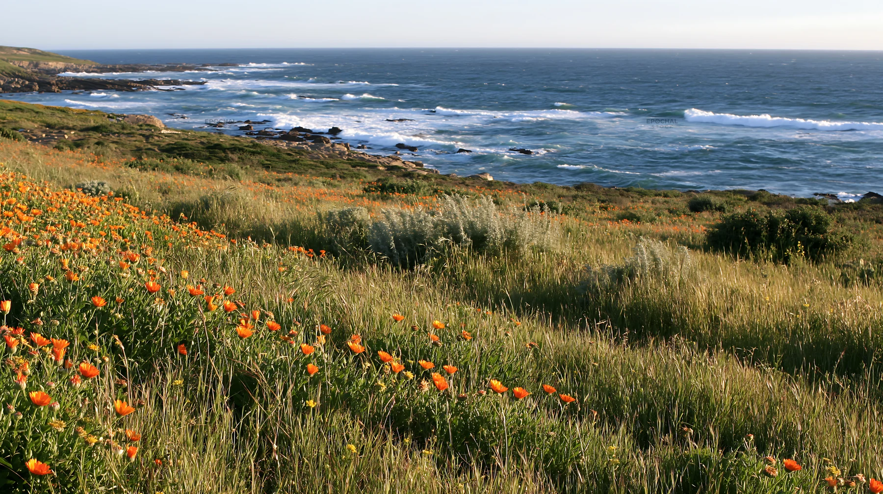 Portuguese meadow with flowers above Atlantic coast - AI-generated stock image