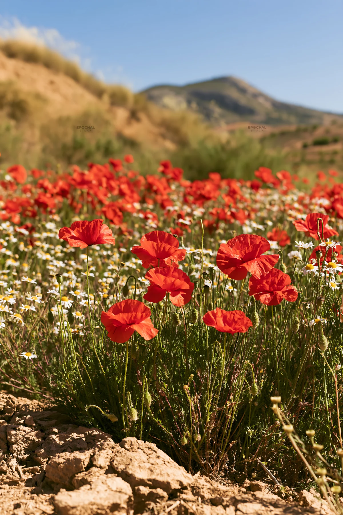 Spring meadow with red poppies and white daisies - AI-generated stock image