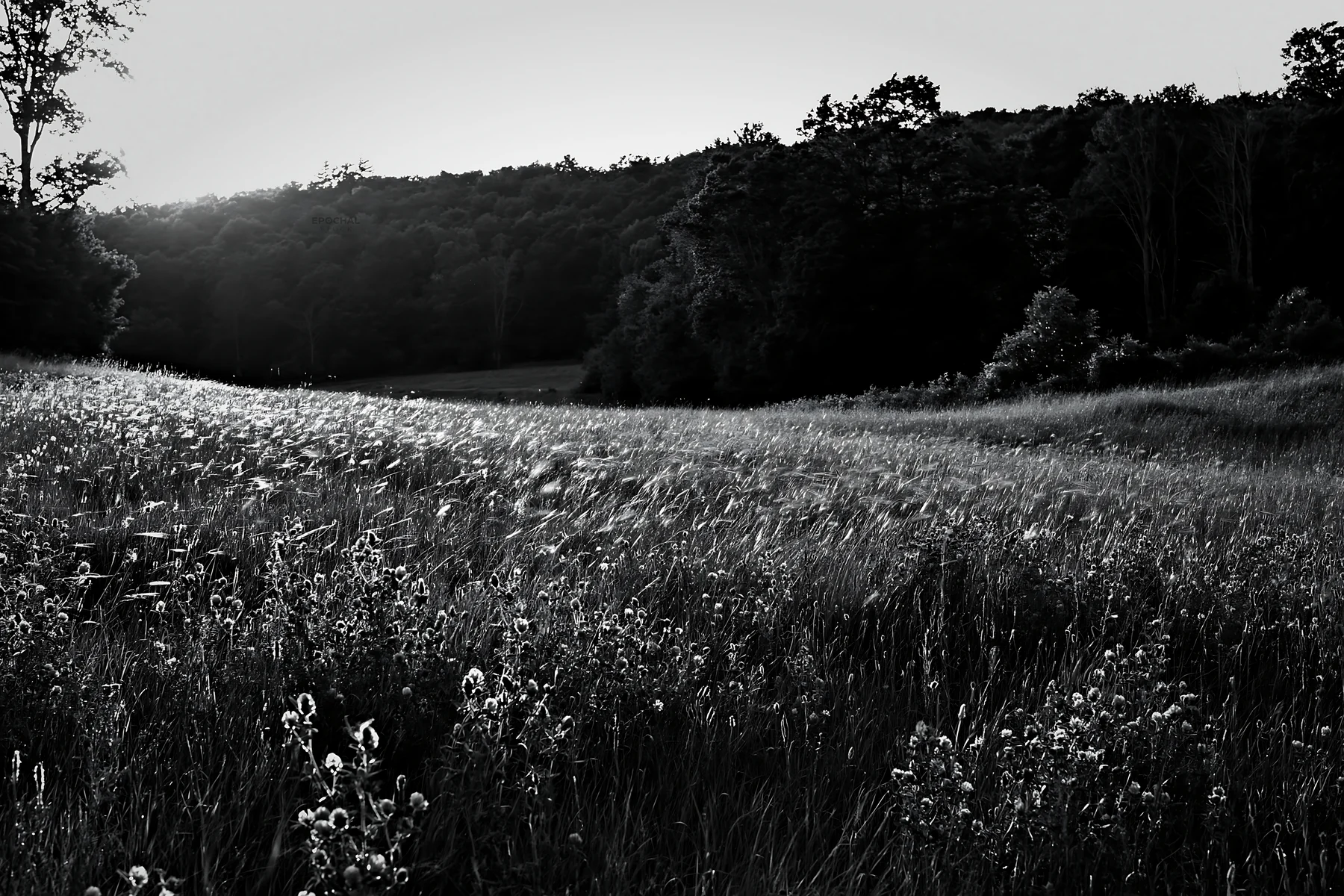 Hungarian meadow with wooded valley in black and white - AI-generated stock image