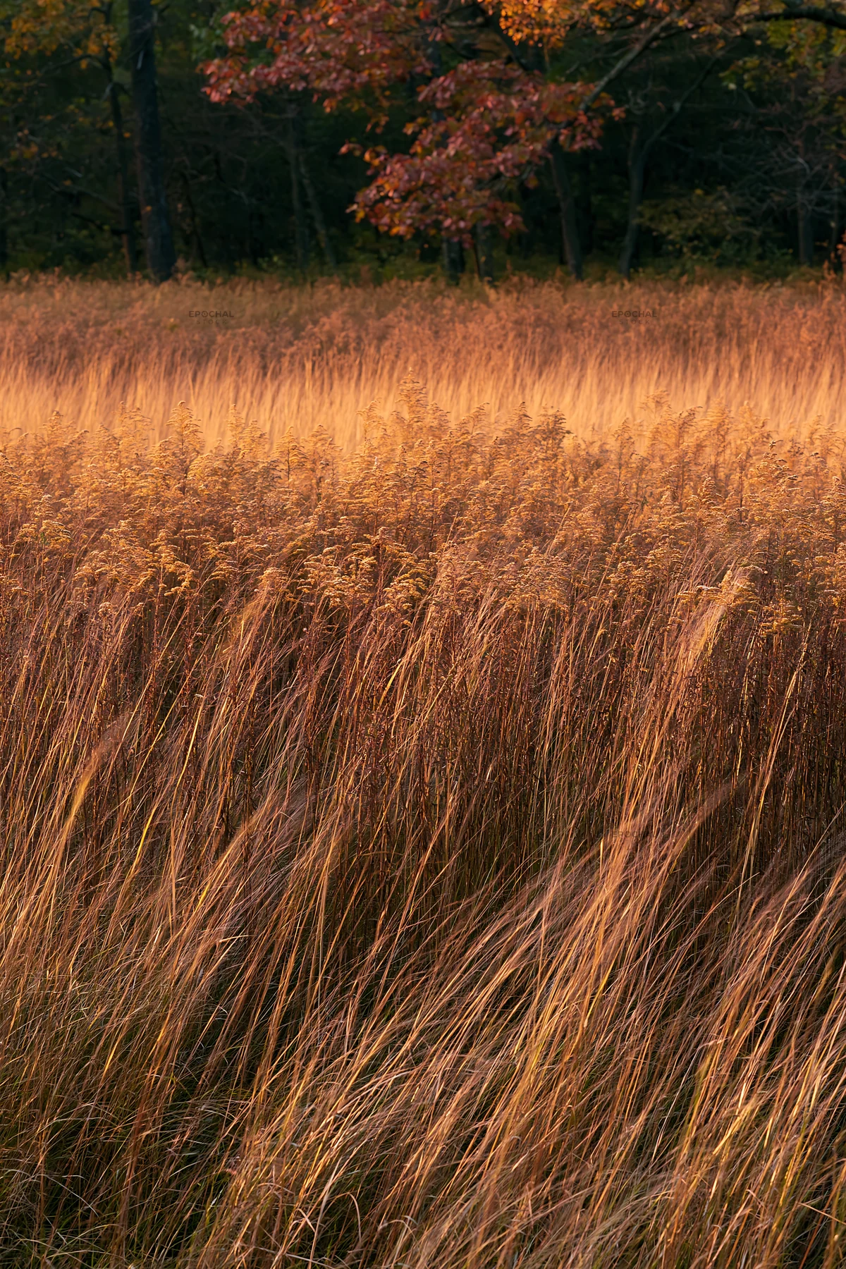 Forest edge meadow with tall grass in golden light - AI-generated stock image