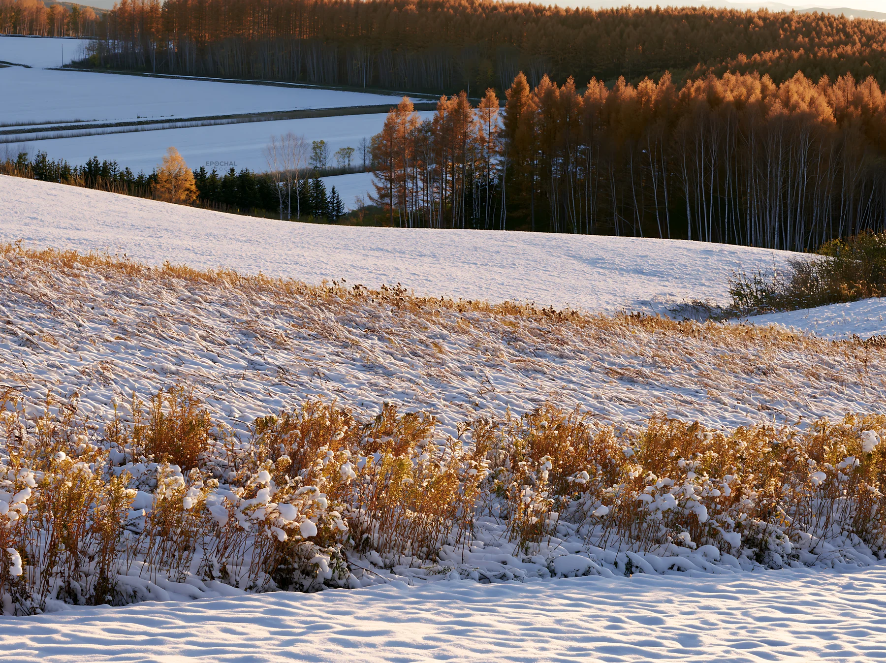 Snow covered Biei hills with golden grass and background trees - AI-generated stock image