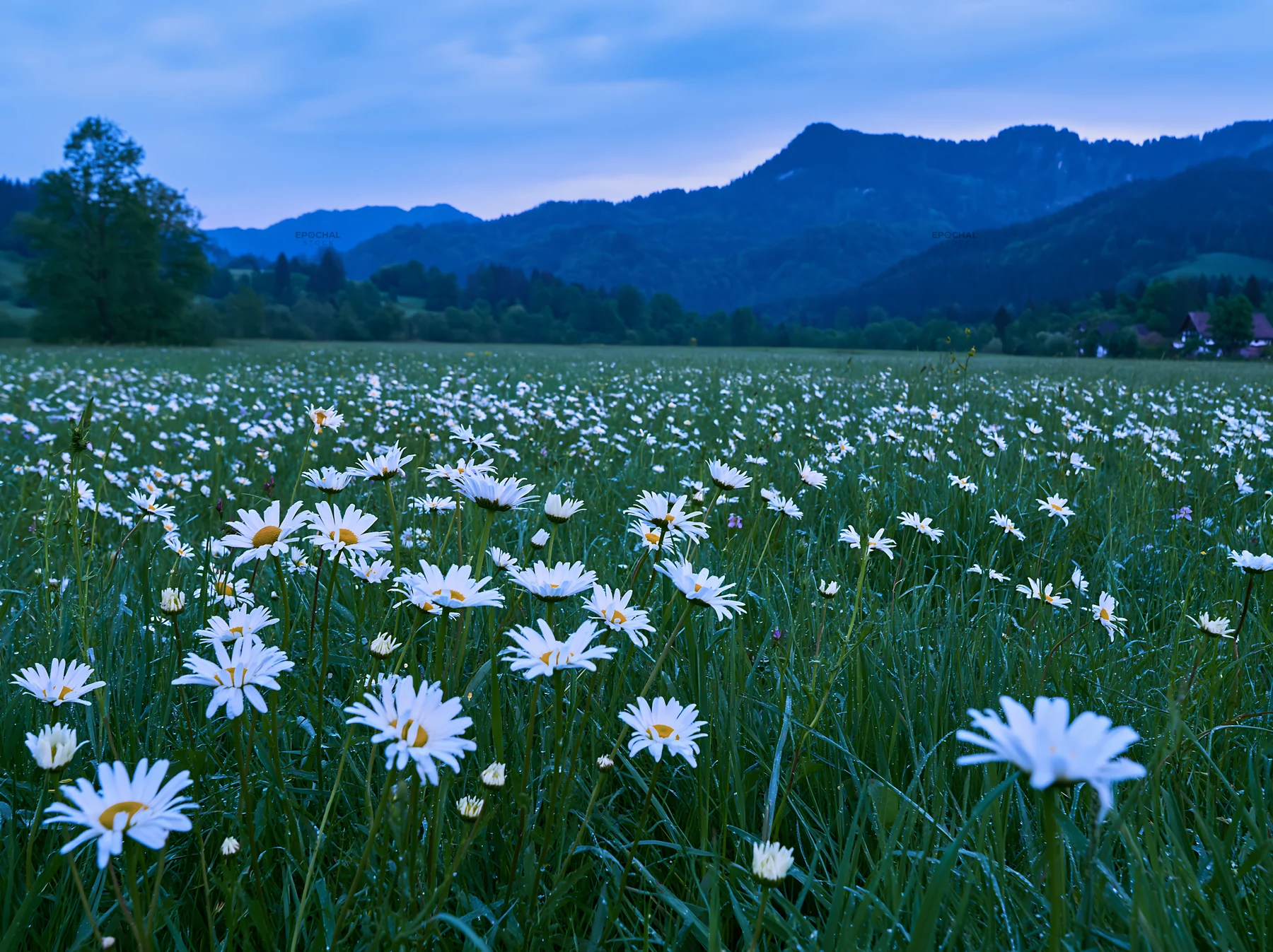 Daisies bloom in a spring meadow under a twilight sky - AI-generated stock image