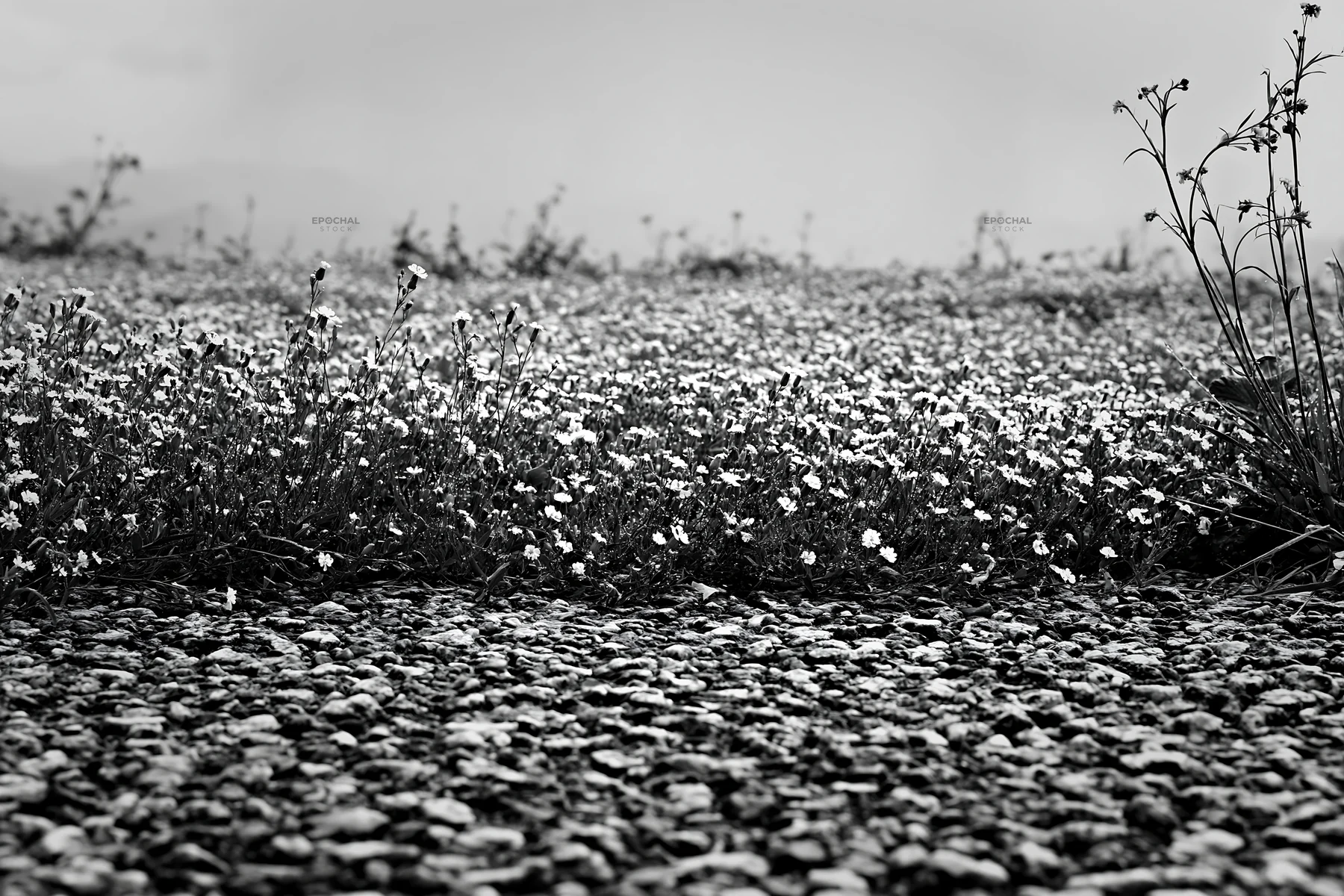 Kyoto spring wildflower meadow with stones in foreground - AI-generated stock image