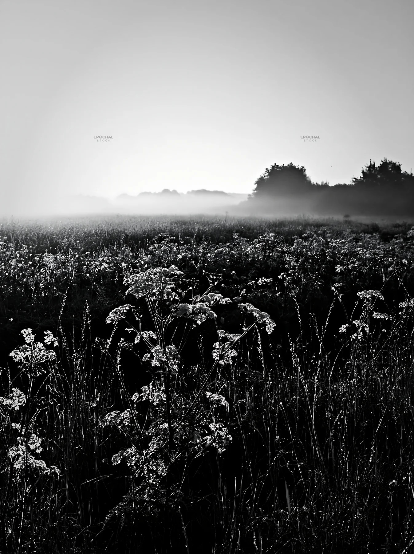 Cow parsley meadow in foggy landscape during early morning - AI-generated stock image