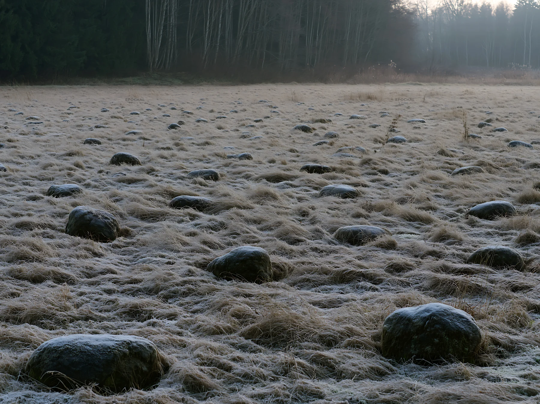 Rewilded Akita meadow with silver grass and stones - AI-generated stock image