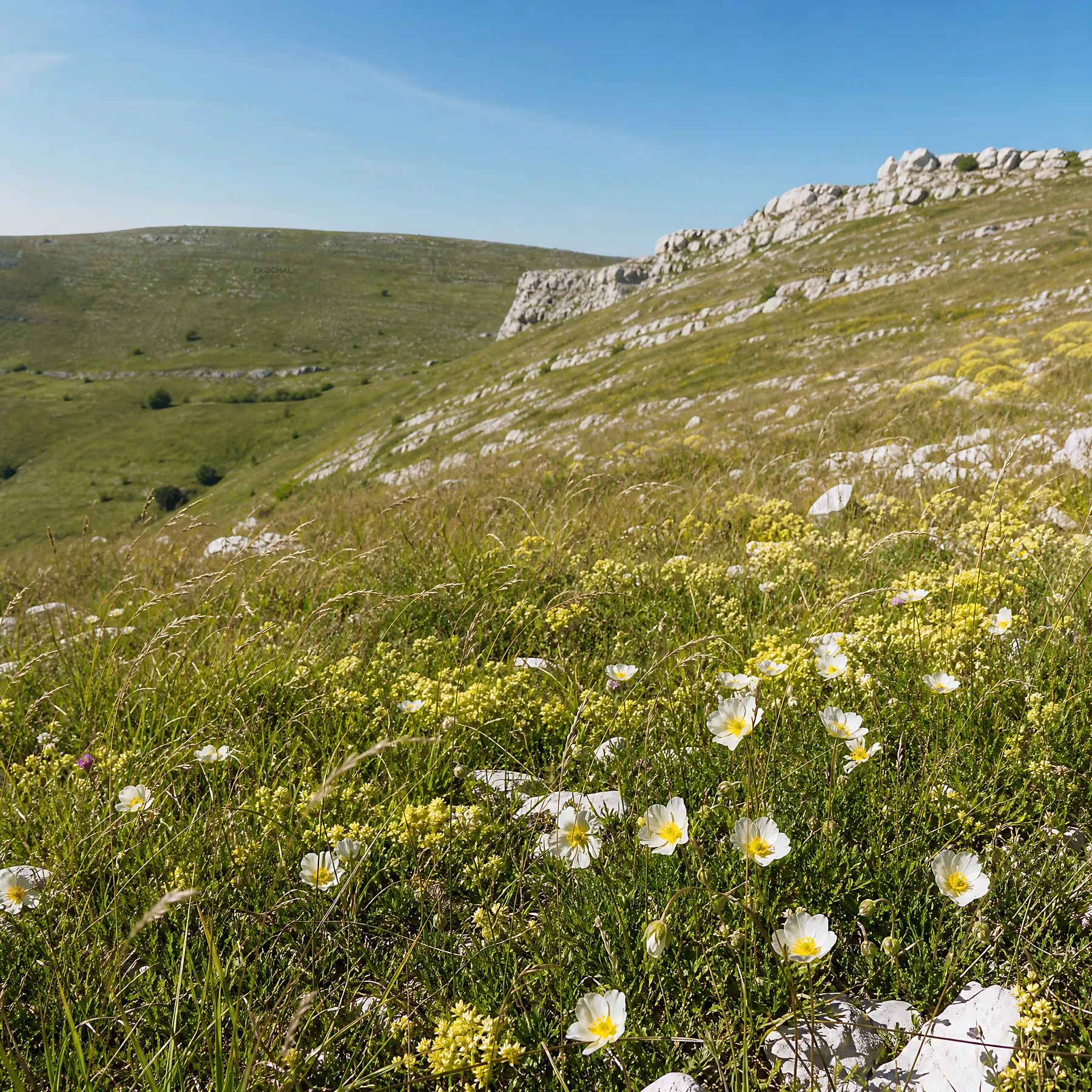 Limestone meadow with flowers under a sunny sky - AI-generated stock image