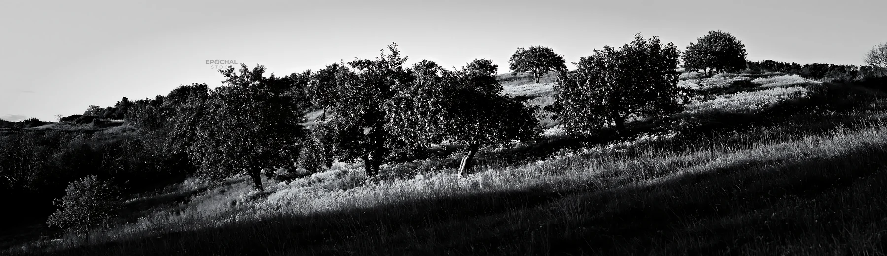 Hillside apple meadow with trees in black and white - AI-generated stock image