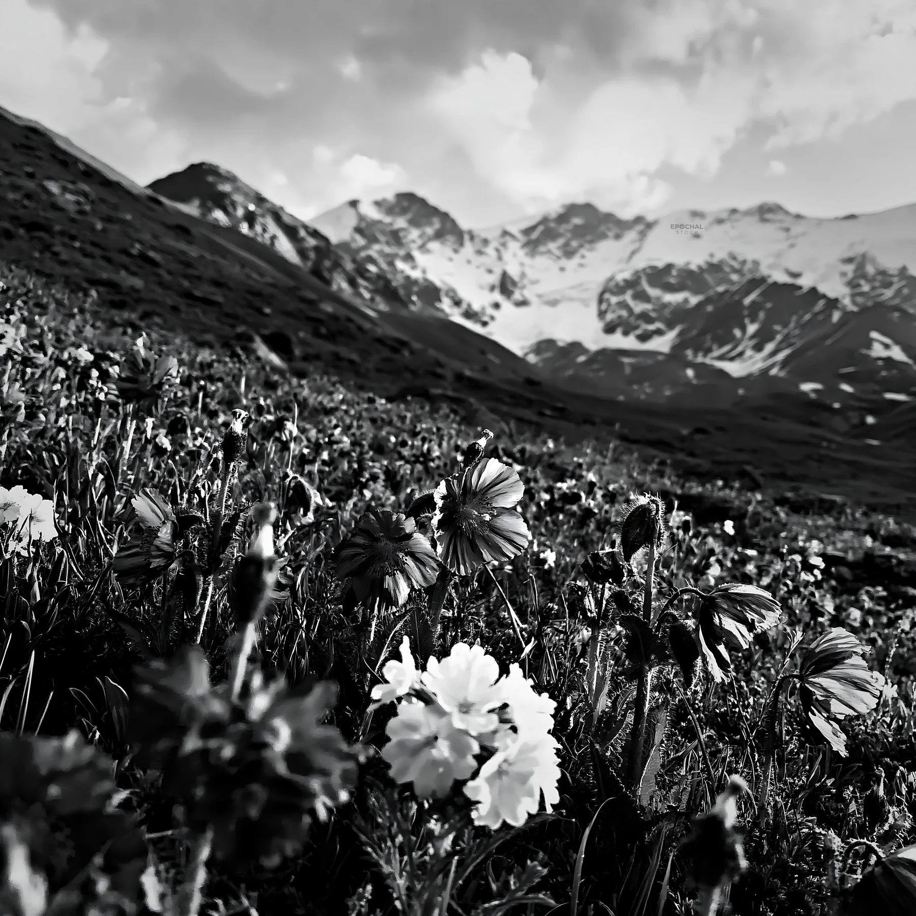 Mountain pass meadow with flowers and snow-capped peaks - AI-generated stock image