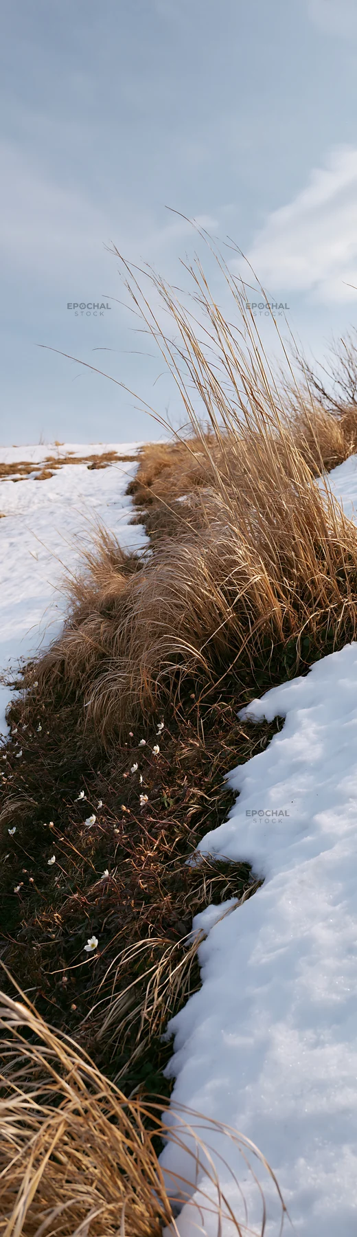 Akita snowmelt meadow with silver grasses in a natural setting - AI-generated stock image