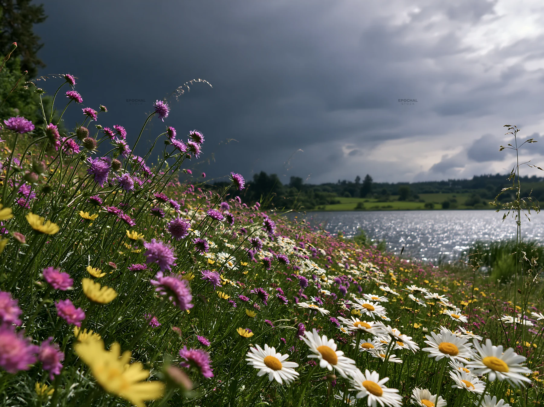 German lakeside meadow with flowers and dark clouds - AI-generated stock image