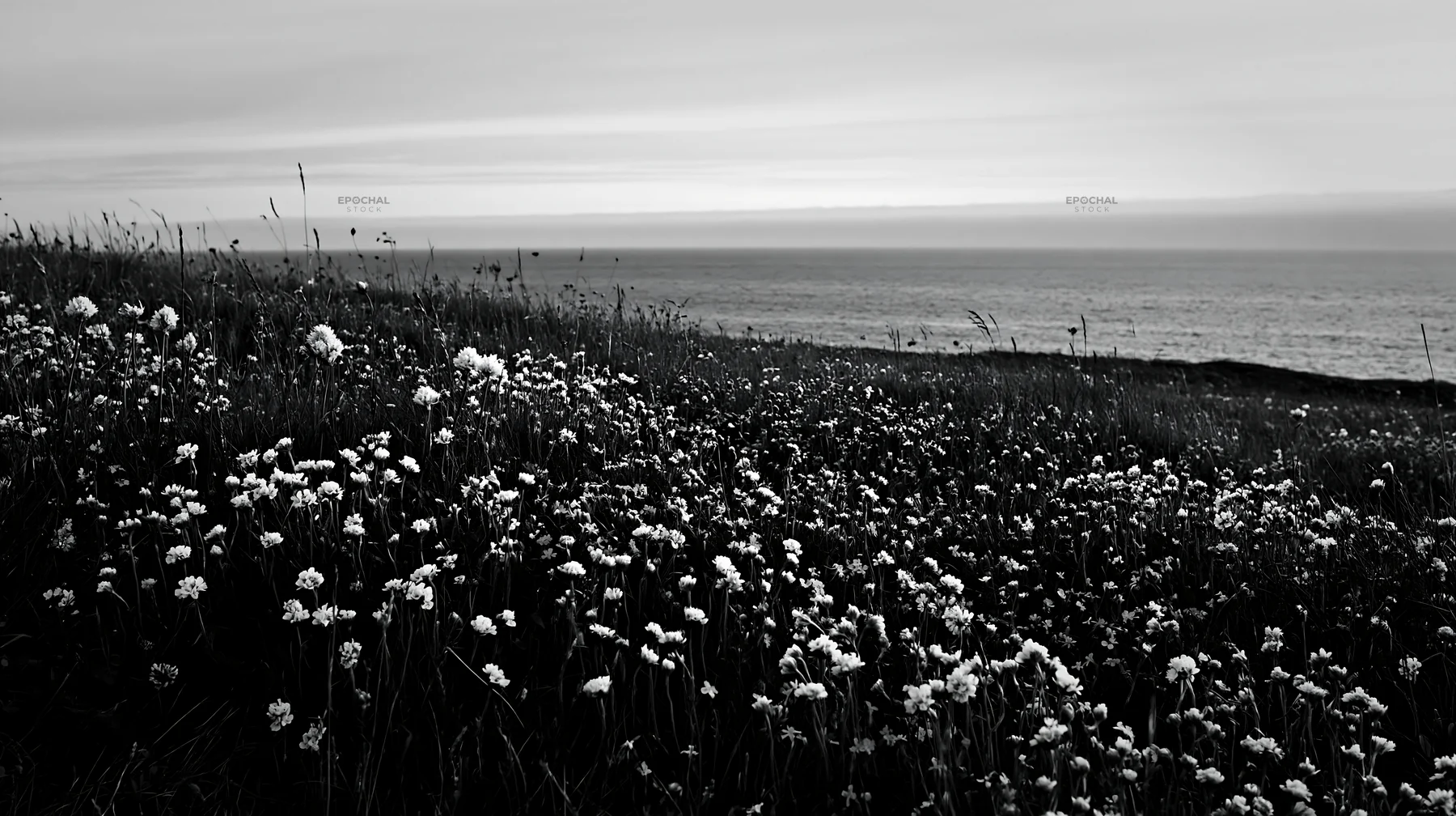 Black and white clifftop meadow with flowers overlooking the sea at sunset - AI-generated stock image