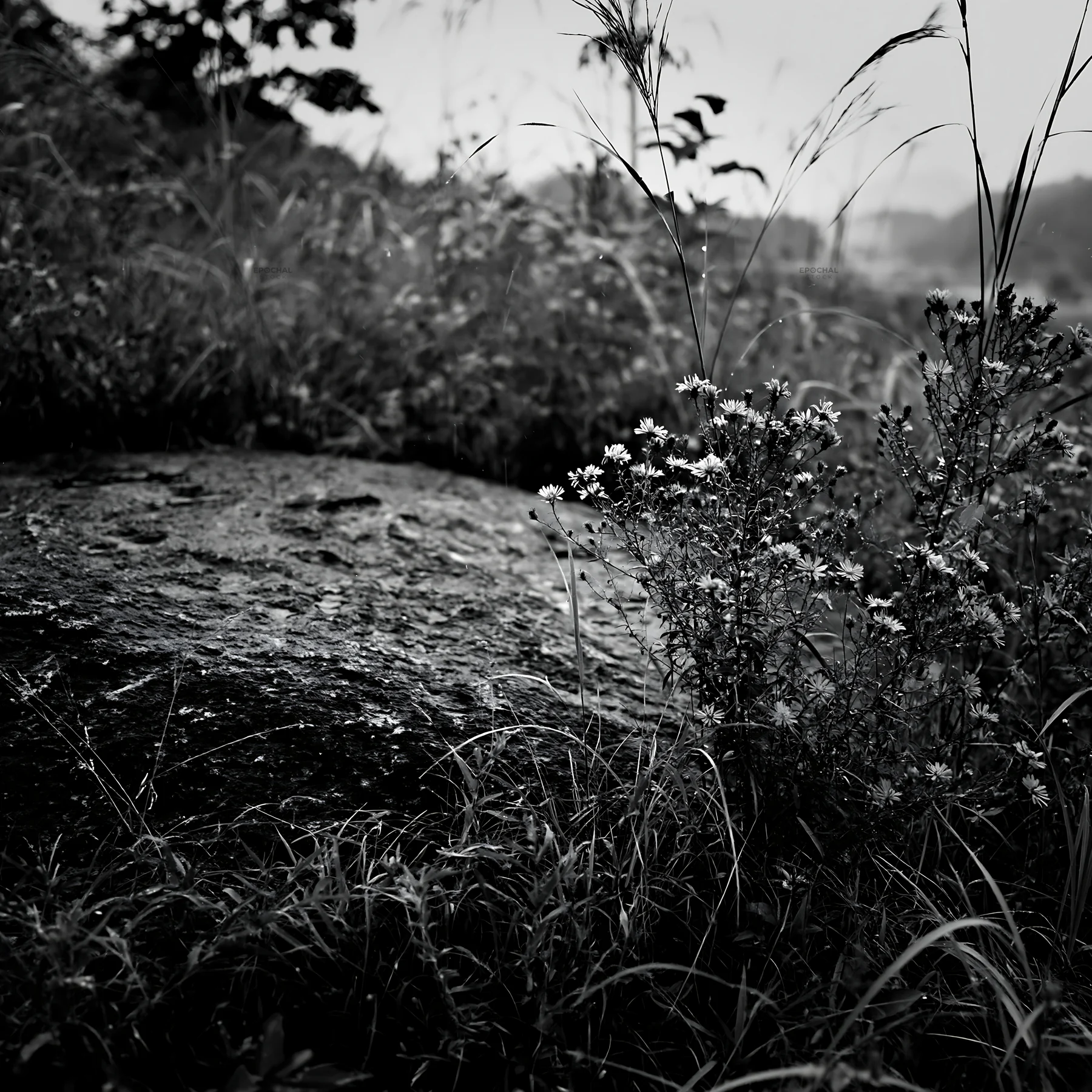 Black and white hiroshima rainy meadow smooth rock foreground - AI-generated stock image