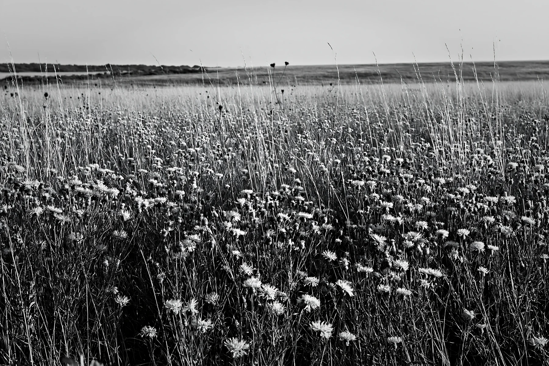 Violet knapweed meadow in black and white - AI-generated stock image