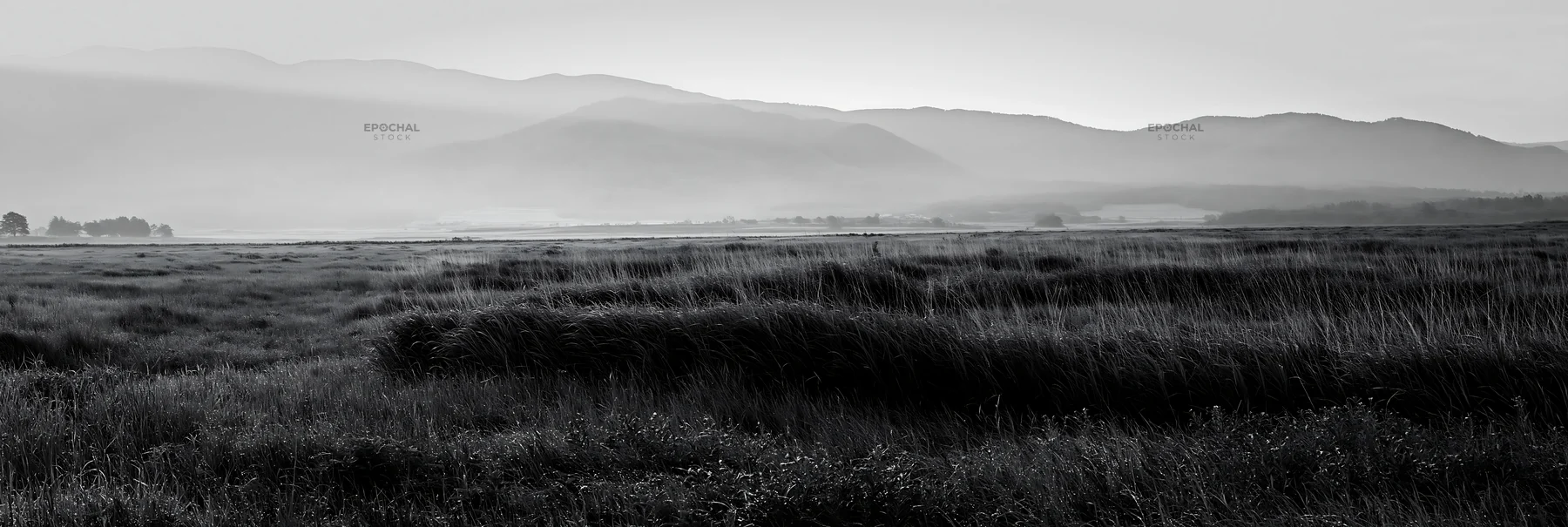 Black and white expansive Hokkaido restoration meadow with dewdrops - AI-generated stock image