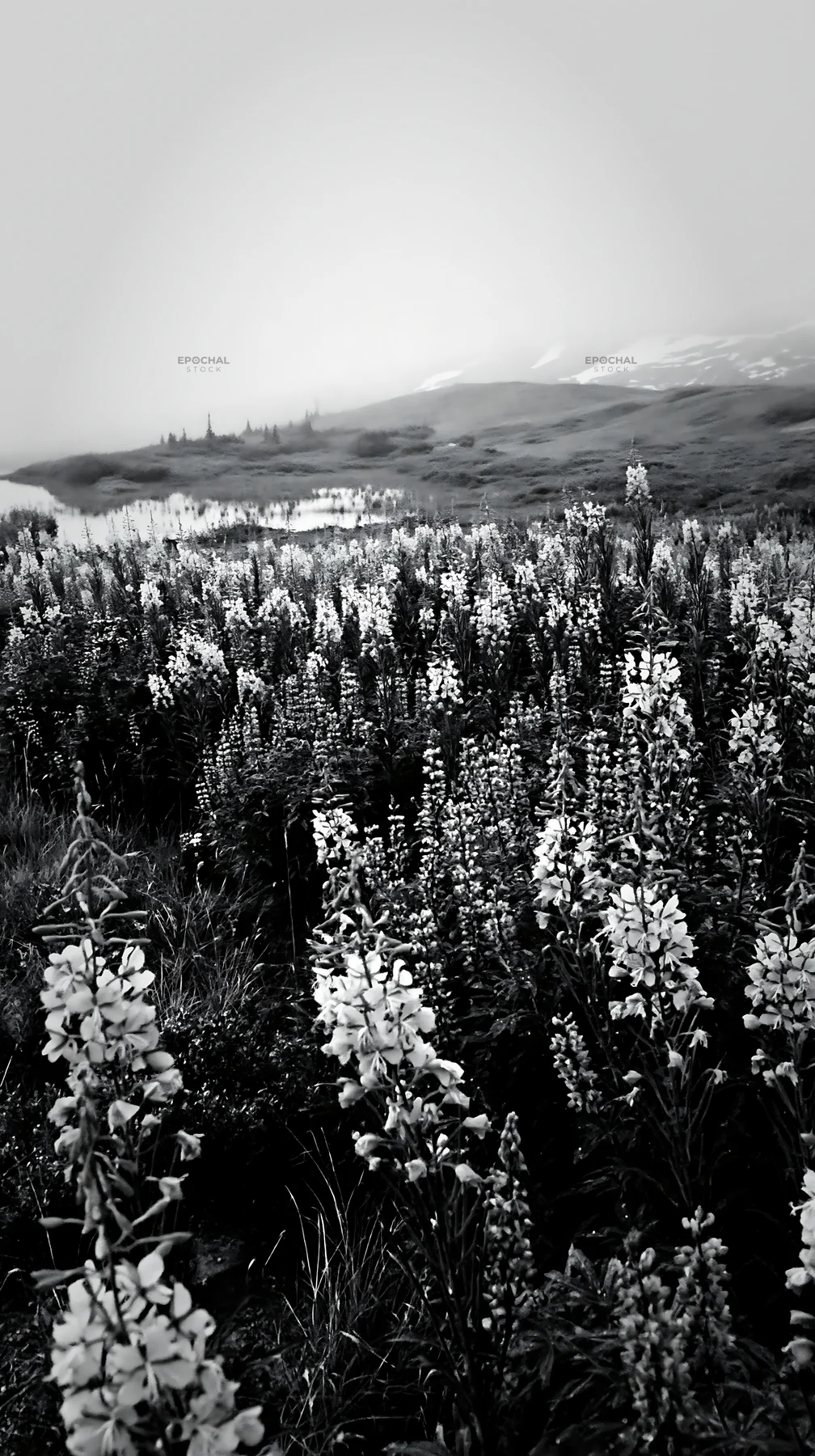 Fireweed and lupine flowers in a meadow with misty background - AI-generated stock image