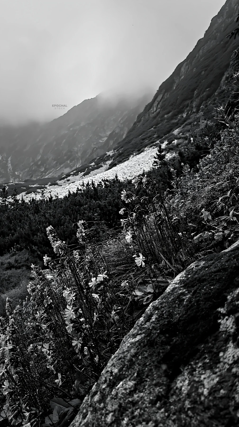 Campion bellflower meadow in a mountain landscape - AI-generated stock image
