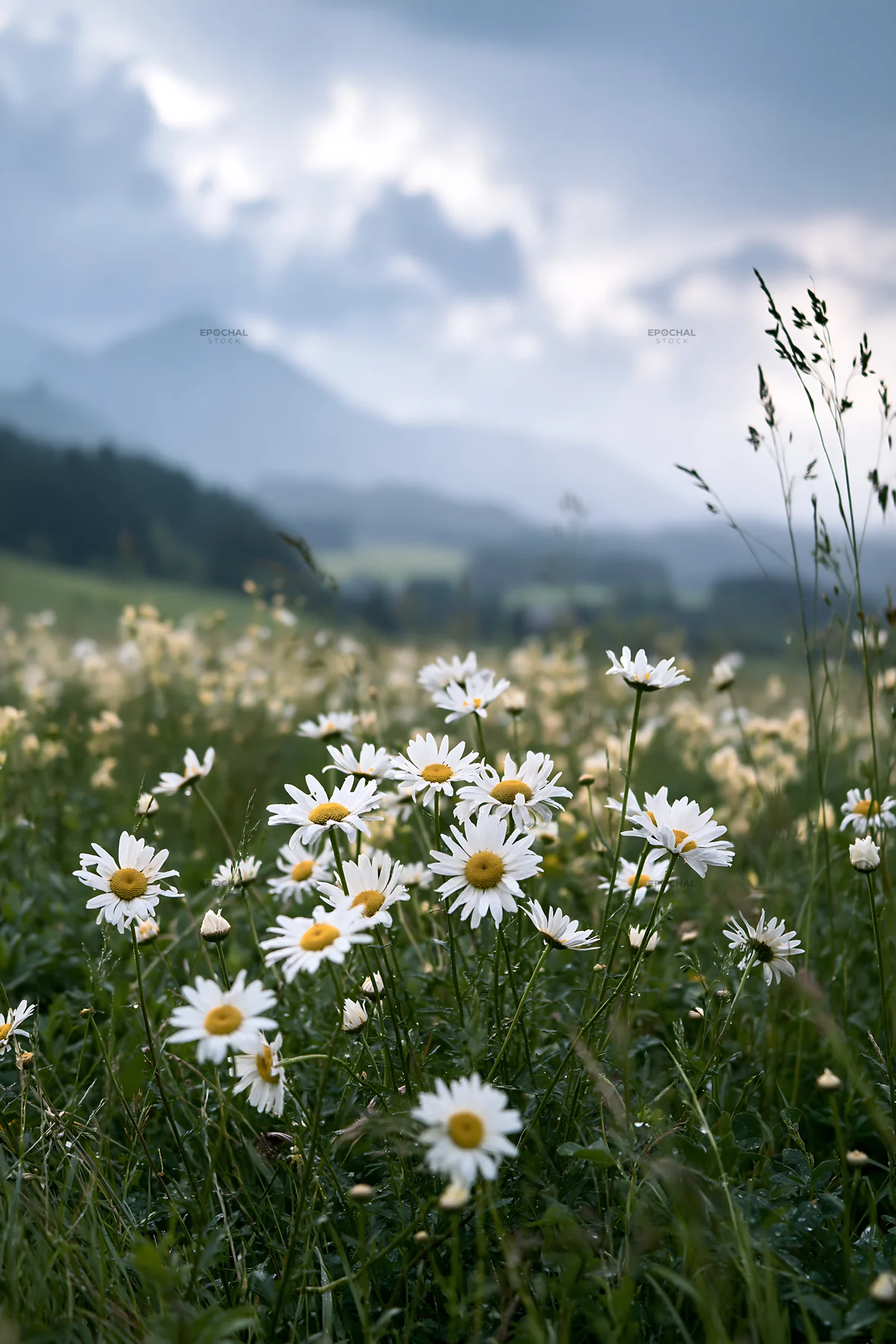 Rainy valley meadow with wildflowers and distant mountains - AI-generated stock image