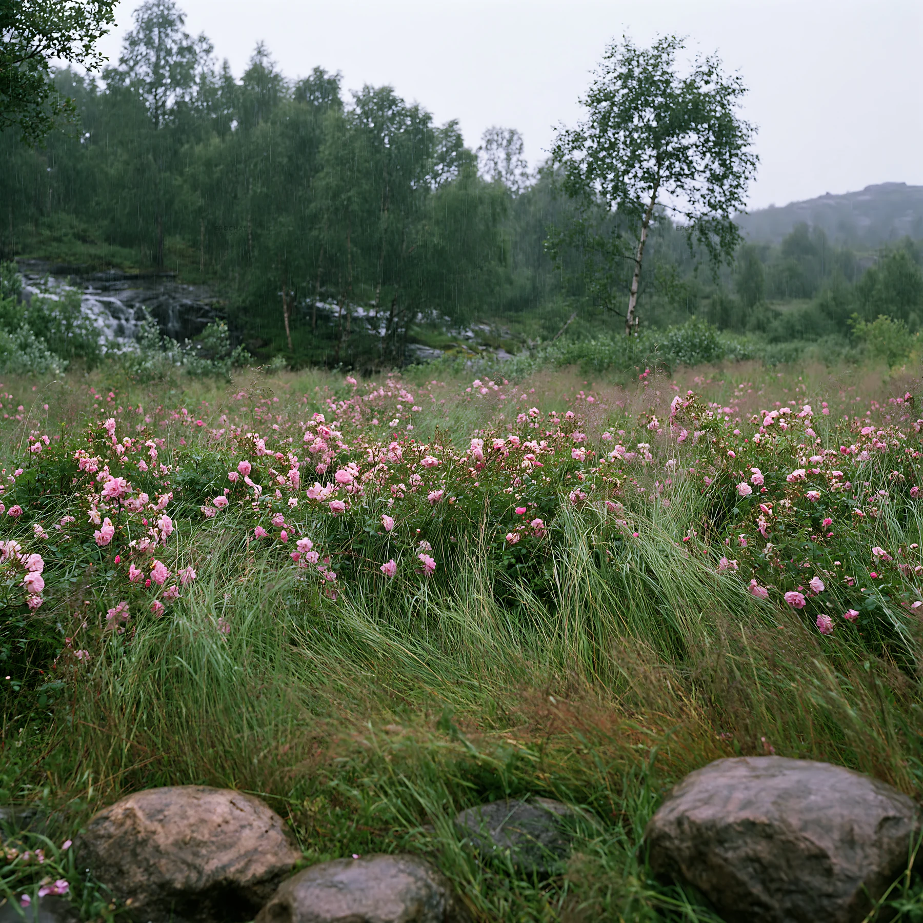 Meadow of roses beside hidden waterfall in rainy weather - AI-generated stock image