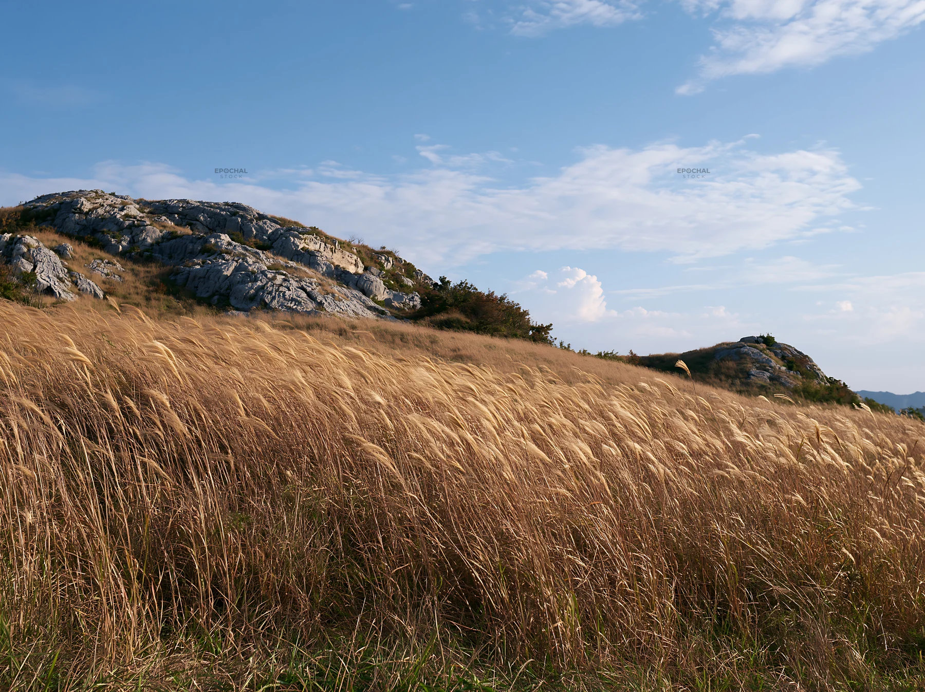 Okayama golden meadow with seedhead foreground - AI-generated stock image