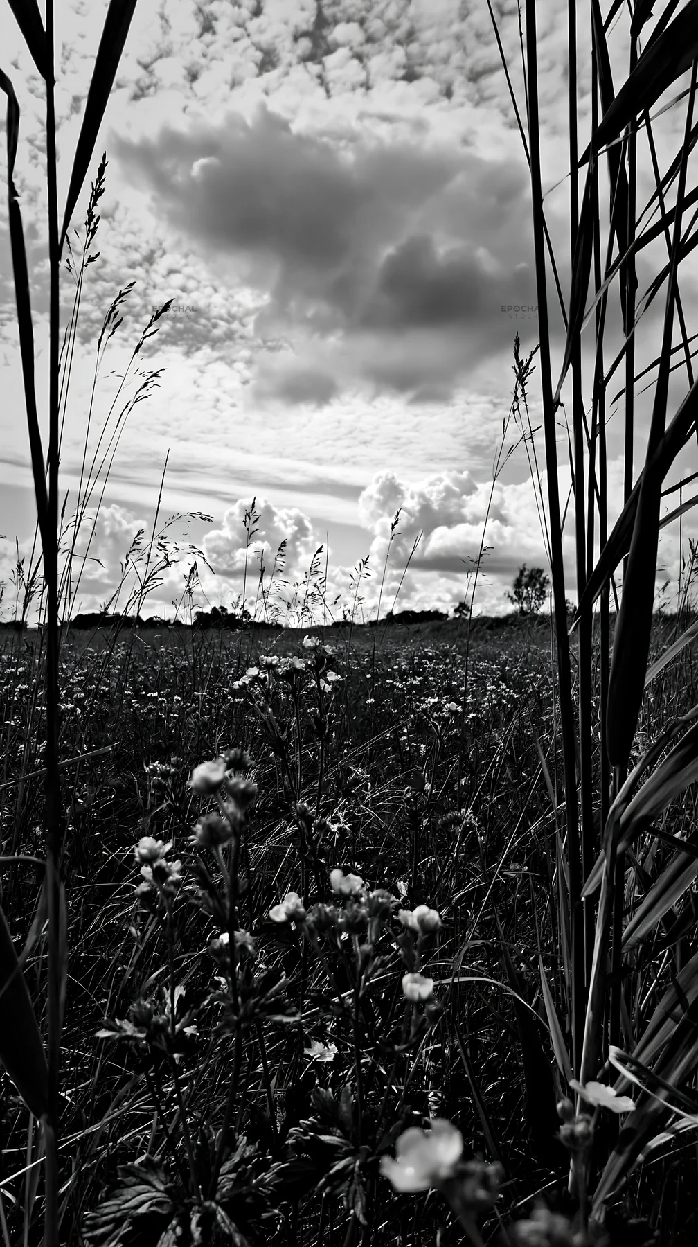 Black and white saga floodplain meadow with reed foreground and wildflowers - AI-generated stock image