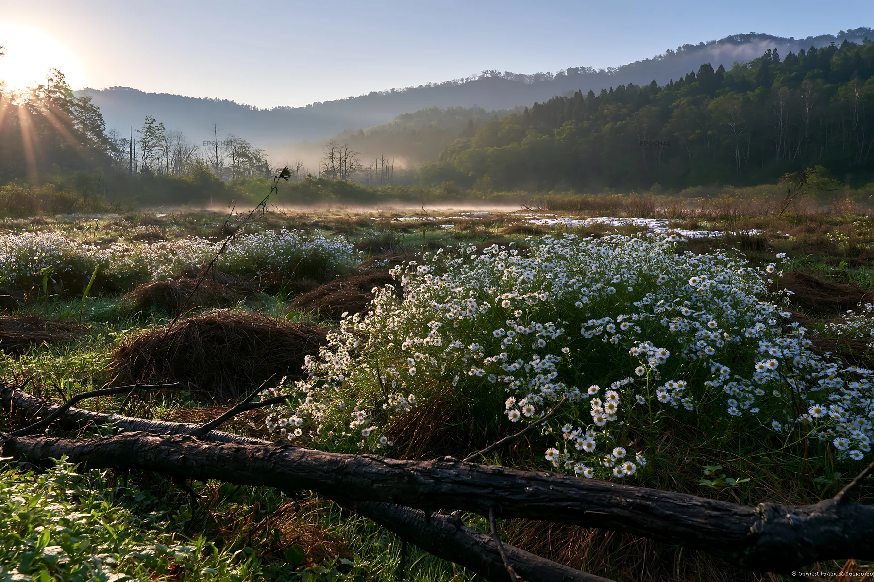 Yamagata rewilded meadow with fallen branch and white flowers - AI-generated stock image