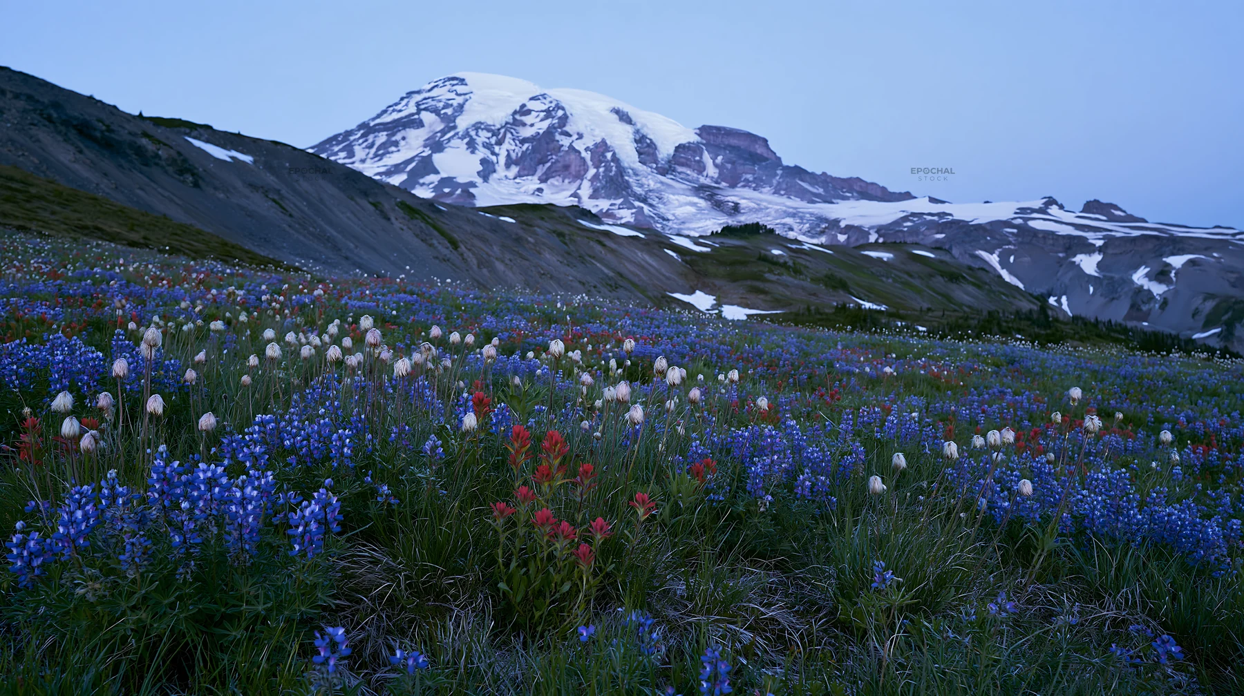 Mount Rainier lupine meadow with paintbrush flowers - AI-generated stock image