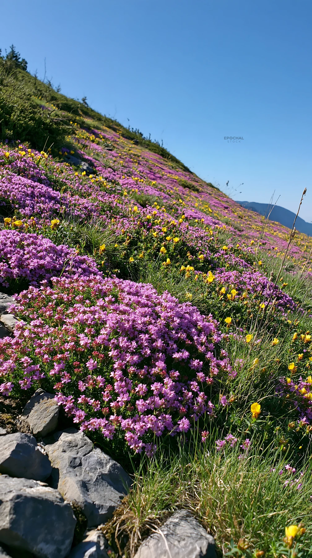 Sunny limestone slope meadow with colorful wildflowers - AI-generated stock image