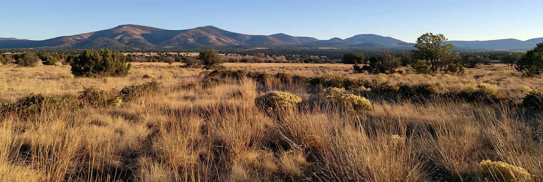 Expansive meadow with drought tolerant plants in the sunlight - AI-generated stock image