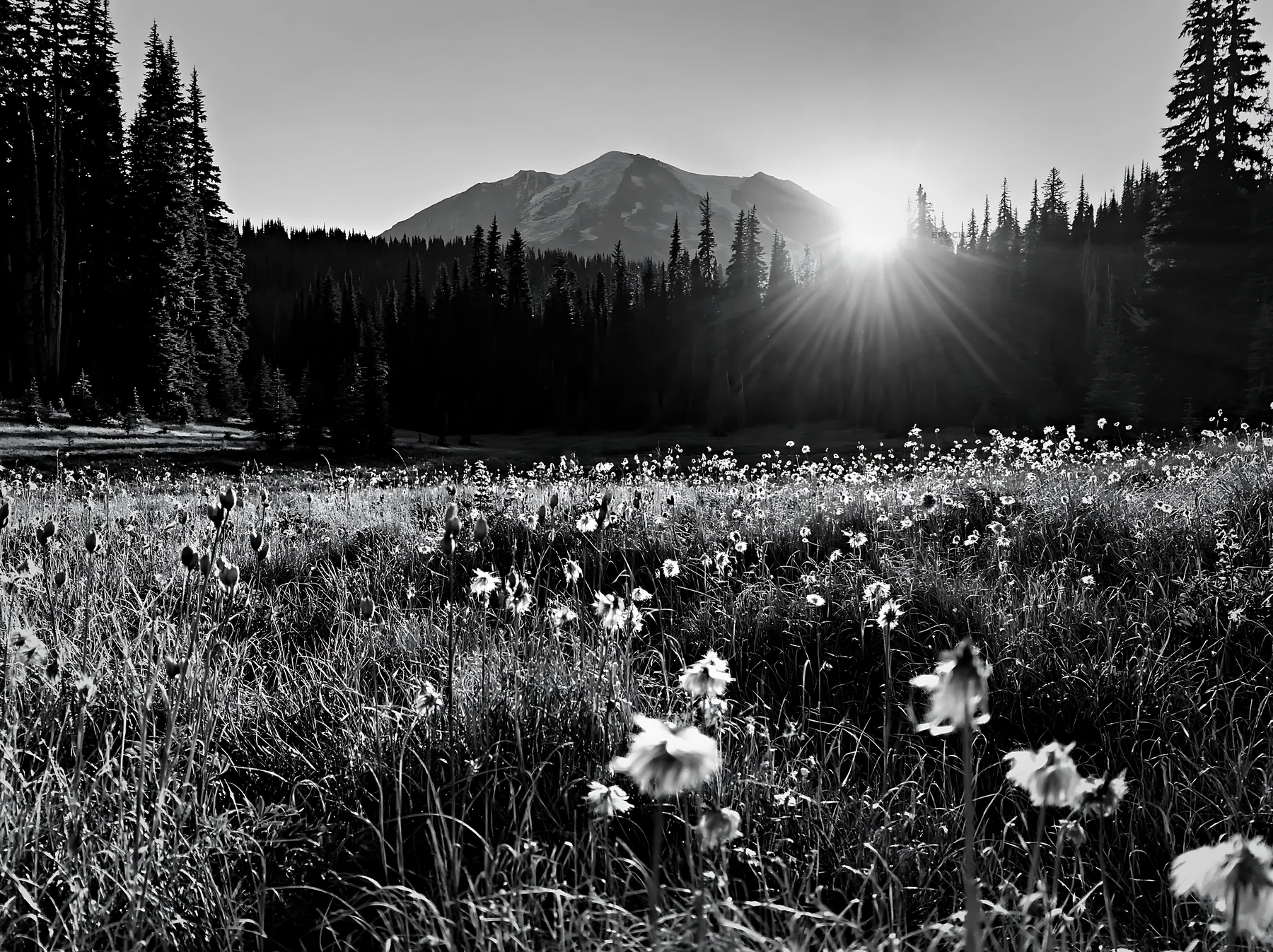 Meadow seedheads and mountains at dusk - AI-generated stock image