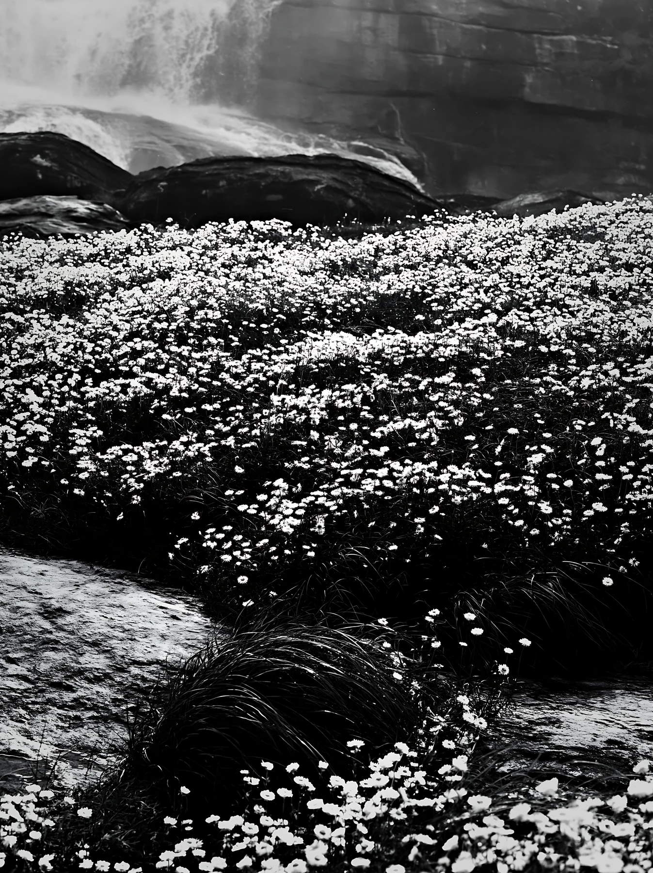 White wildflower meadow below waterfall in black and white - AI-generated stock image