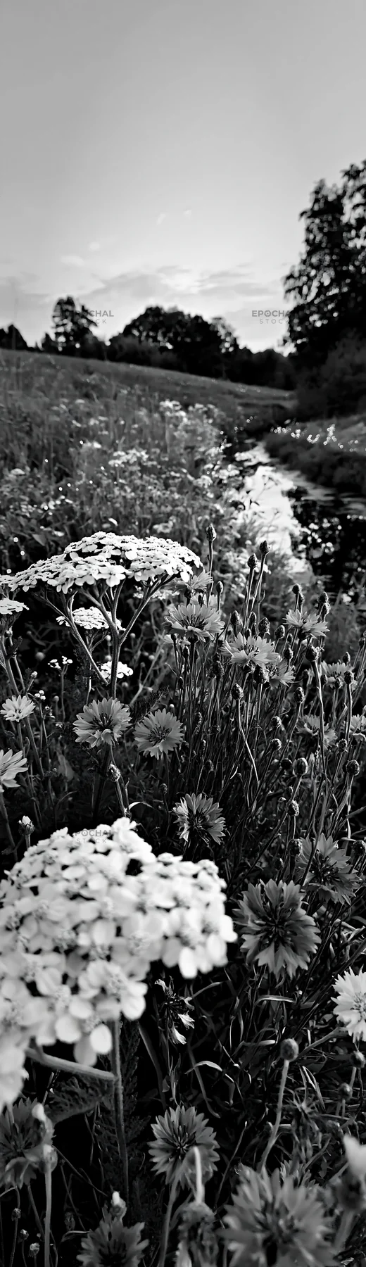 Christmas lights beside stream in meadow at dusk - AI-generated stock image