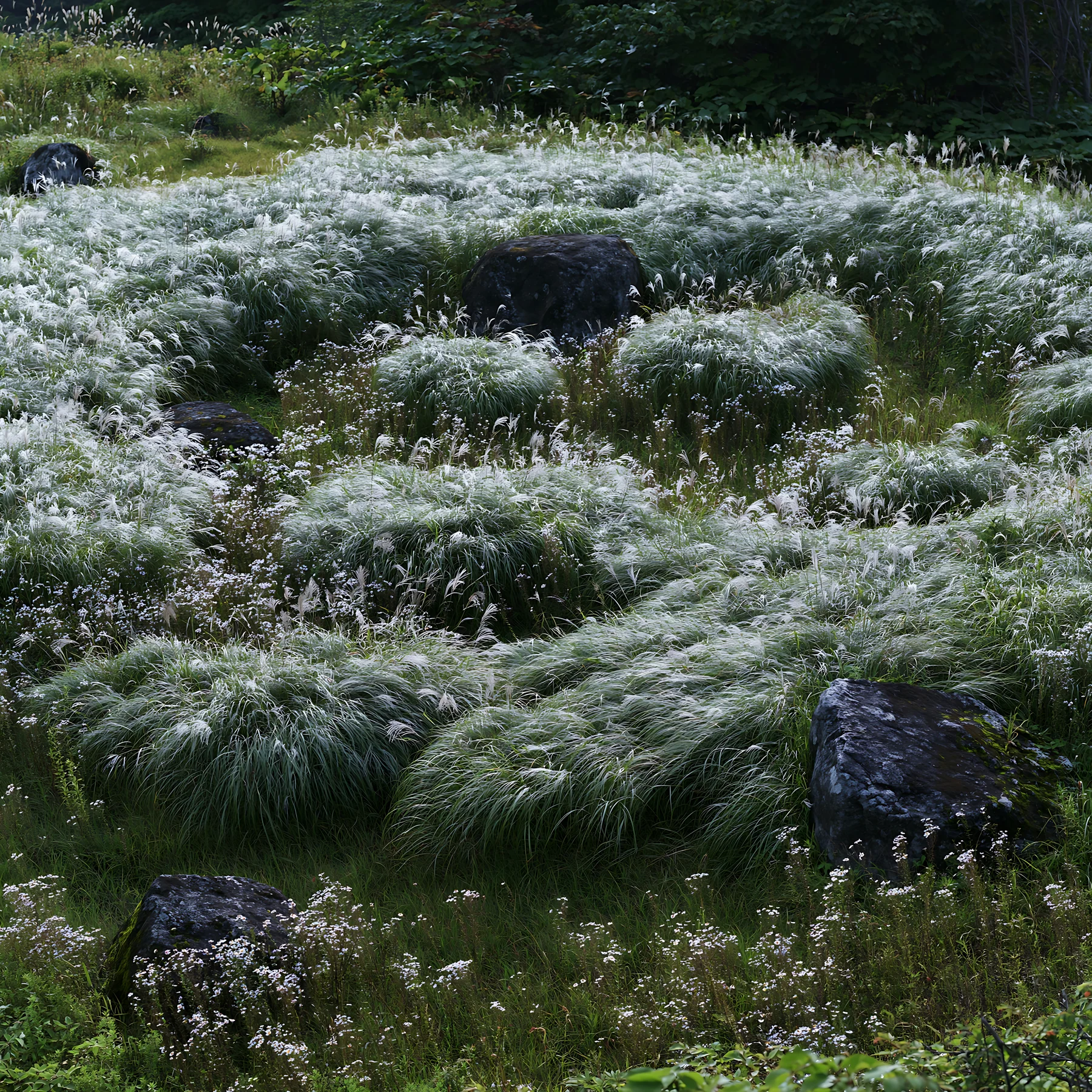 Rewilded Akita silver grass meadow with stones - AI-generated stock image