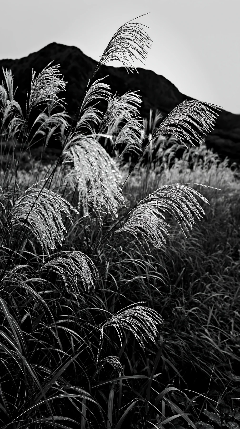 Black and white fukui native grass meadow rain droplets shimmer in natural light - AI-generated stock image