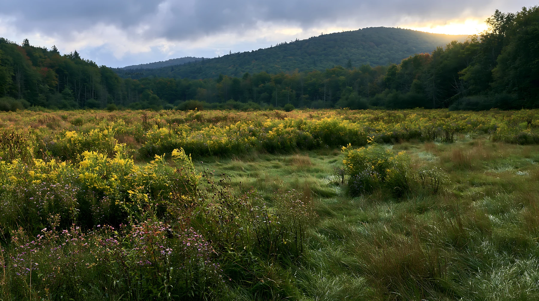Autumn meadow with green grass and wildflowers at sunset - AI-generated stock image