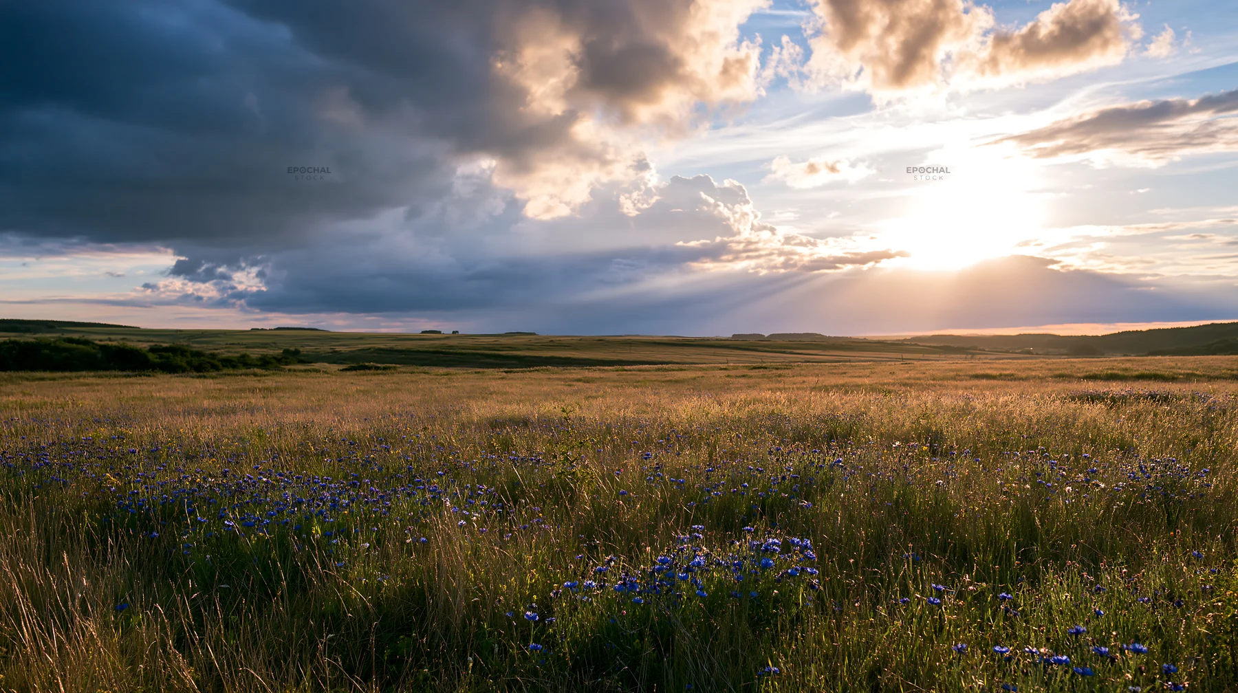 Cornflower meadow website header image with clouds and sunlight - AI-generated stock image