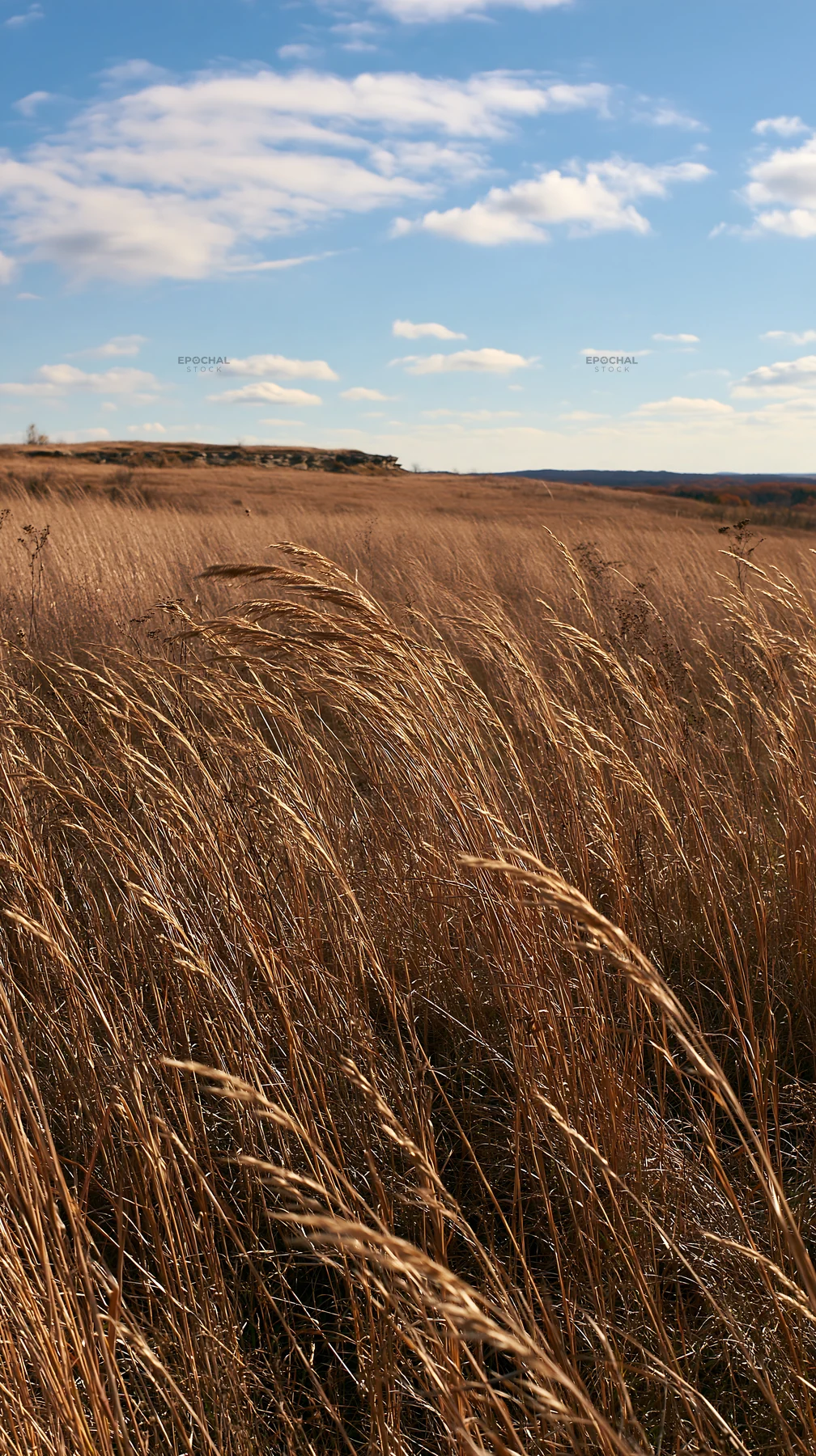 Meadow grass seedheads against a blue sky with clouds - AI-generated stock image