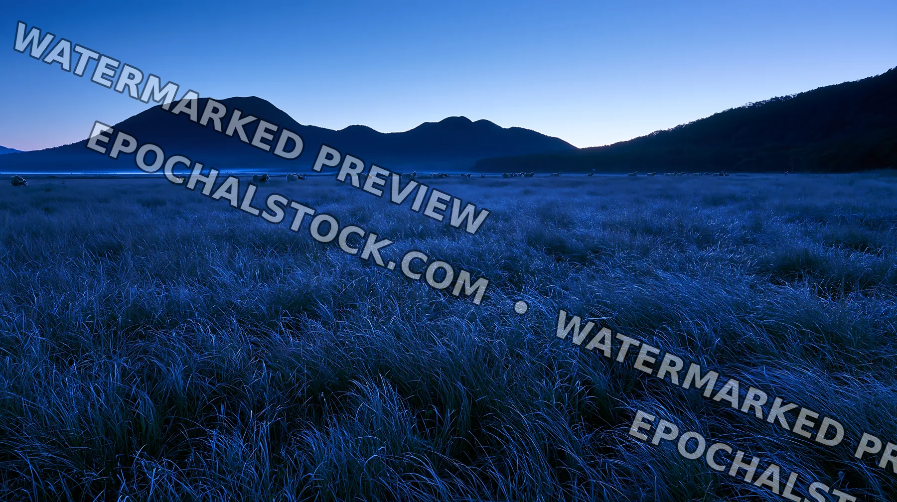 Expansive Hokkaido restoration meadow with dewdrops - AI-generated stock image