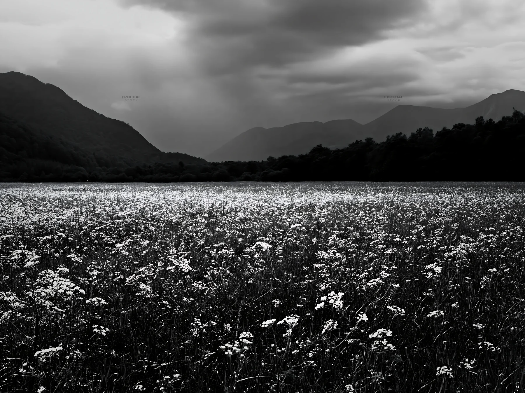 Cow parsley meadow under cloudy sky in black and white - AI-generated stock image
