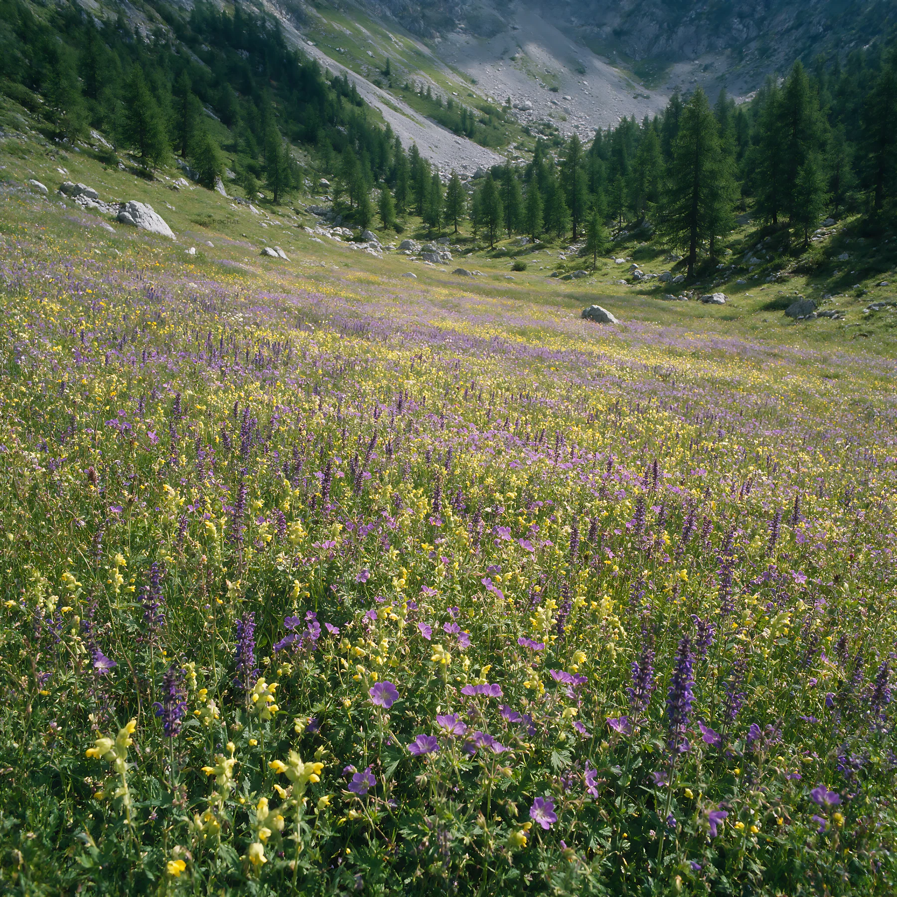 Rewilding meadow filled with purple and yellow flowers - AI-generated stock image