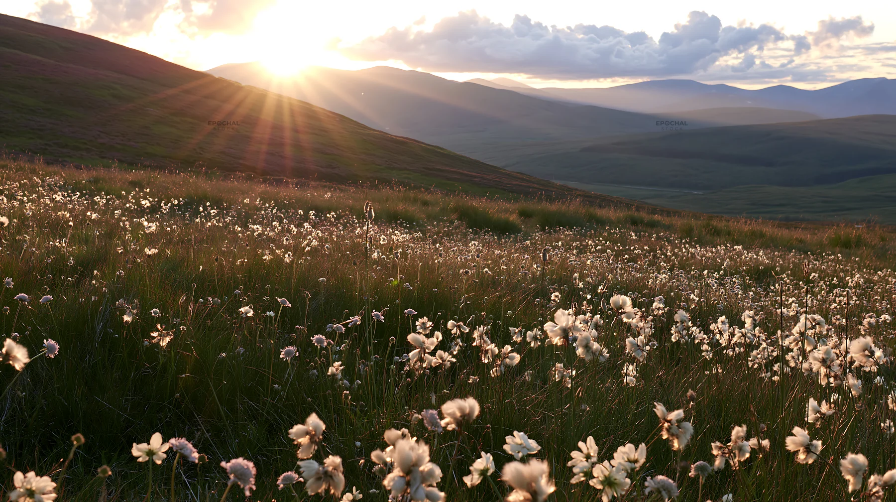 Crepuscular rays shining over a flower-filled meadow - AI-generated stock image