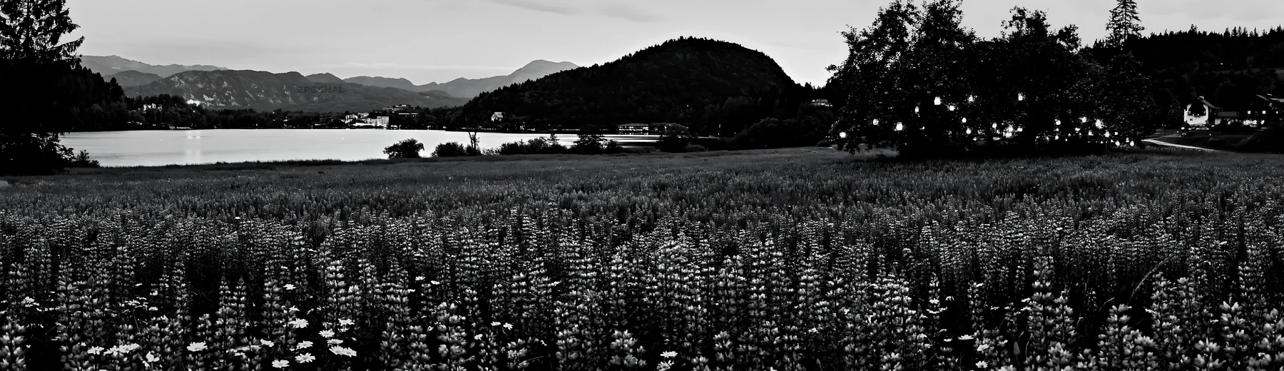 Christmas meadow near Lake Bled with lanterns and apple trees - AI-generated stock image