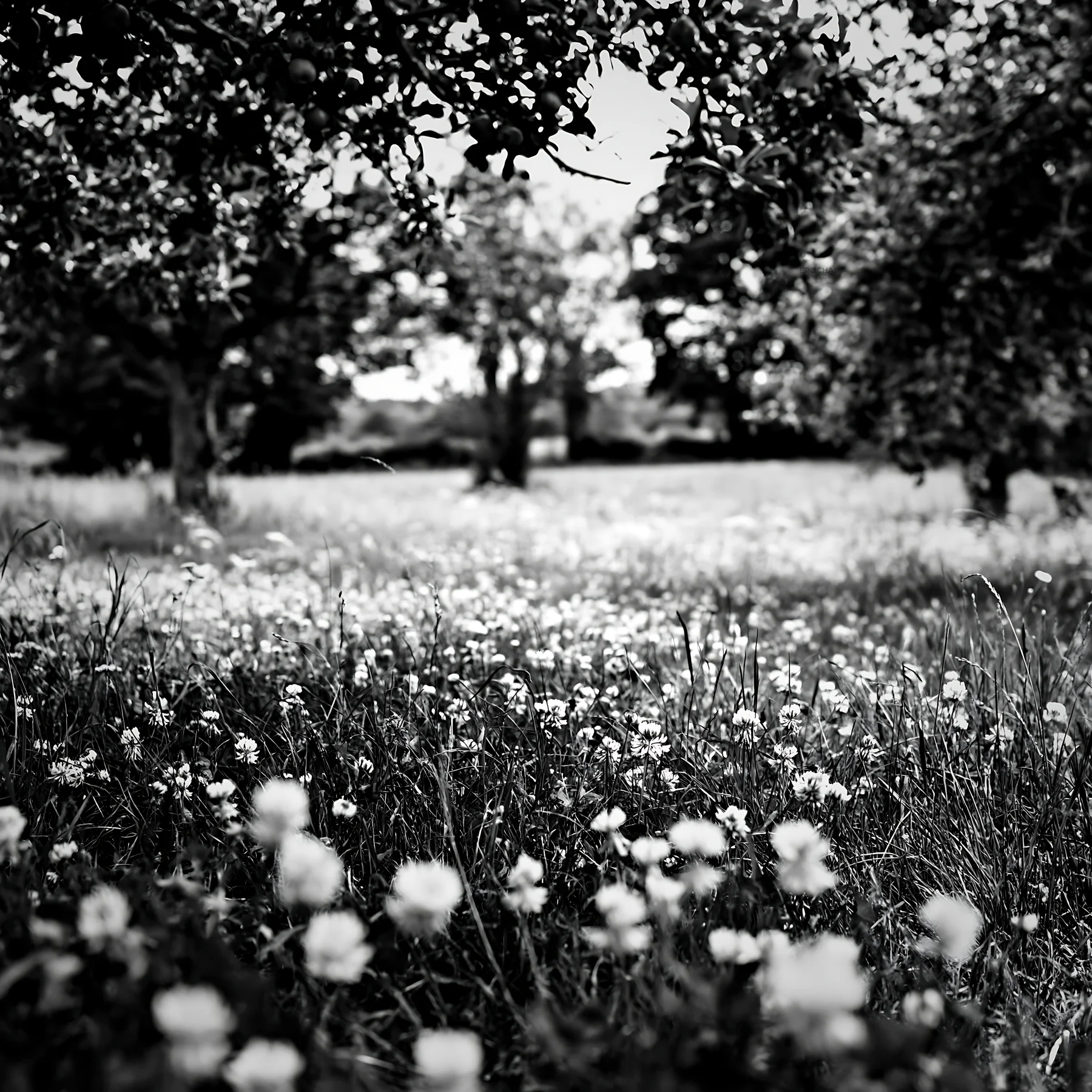 Black and white clover apple meadow with trees and blooming flowers - AI-generated stock image